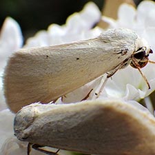 Neogrotella confusa