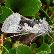 Syngrapha diasema