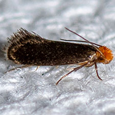 Doleromorpha porphyria