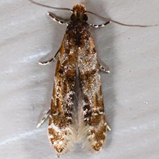 Homosetia fasciella