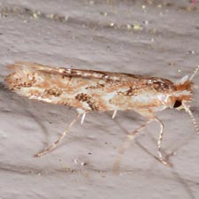 Phyllonorycter celtifoliella