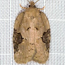 Acleris chalybeana