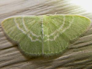 Synchlora aerata