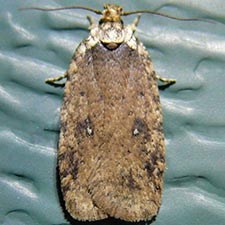 Agonopterix paulae