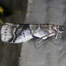 Acrobasis indigenella