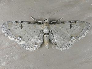 Eupithecia absinthiata