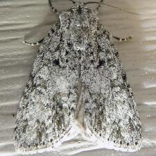 Acronicta retardata