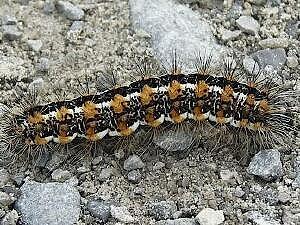 Acronicta insularis