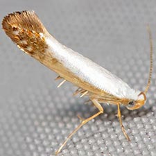 Argyresthia apicimaculella