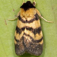 Exyra ridingsii