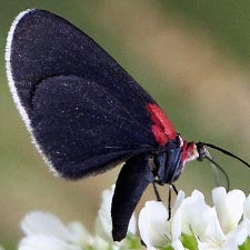 Eutrepsia inconstans