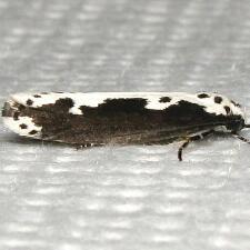 Ethmia semilugens