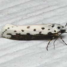 Ethmia hagenella