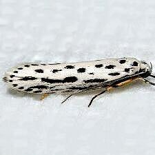 Ethmia zelleriella