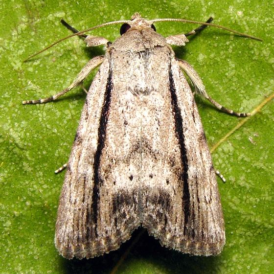 Catabenoides terminellus