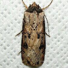 Agrotis malefida