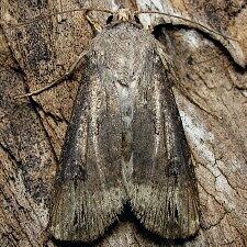 Agrotis ipsilon