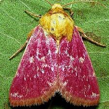 Schinia volupia