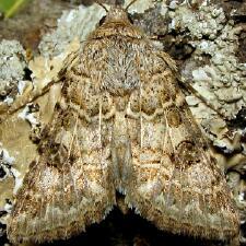 Schinia cupes