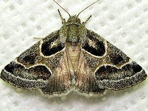 Schinia rivulosa