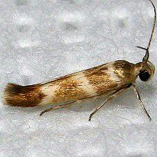 Scythris trivinctella