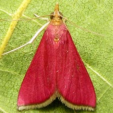 Pyrausta inornatalis