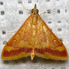 Pyrausta pseudonythesalis