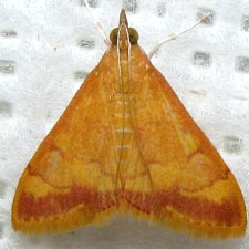 Pyrausta pseudonythesalis