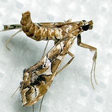 Lineodes vulnifica