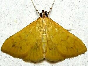 Loxomorpha flavidissimalis