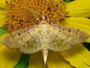 Herpetogramma bipunctalis