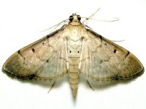 Herpetogramma bipunctalis