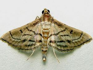 Marasmia cochrusalis