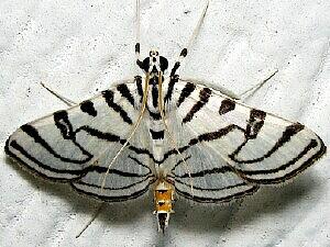 Conchylodes ovulalis