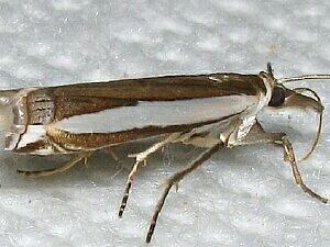 Crambus quinquareatus