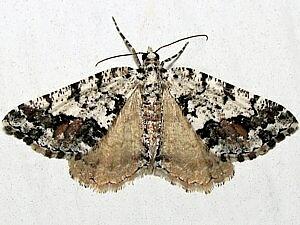 Macaria graphidaria