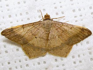 Psamatodes trientata