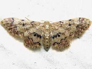 Idaea pervertipennis