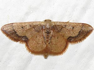 Idaea kendallaria