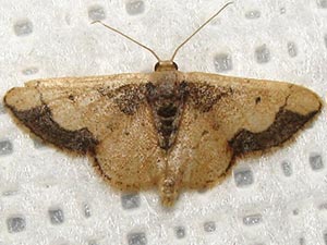 Idaea kendallaria