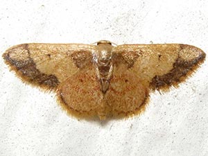 Idaea kendallaria