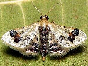 Idaea asceta