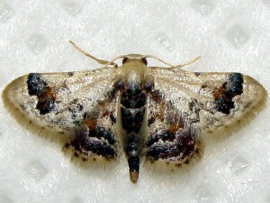 Idaea asceta