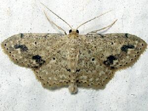 Scopula compensata