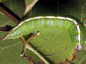 Misogada unicolor