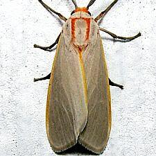 Pygarctia abdominalis