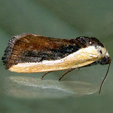 Ponometia exigua