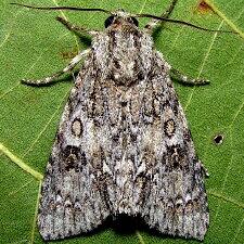 Acronicta rubricoma