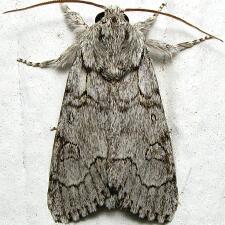 Acronicta tota