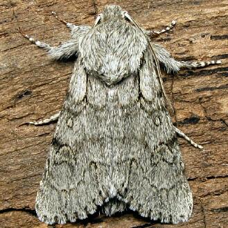 Acronicta tota